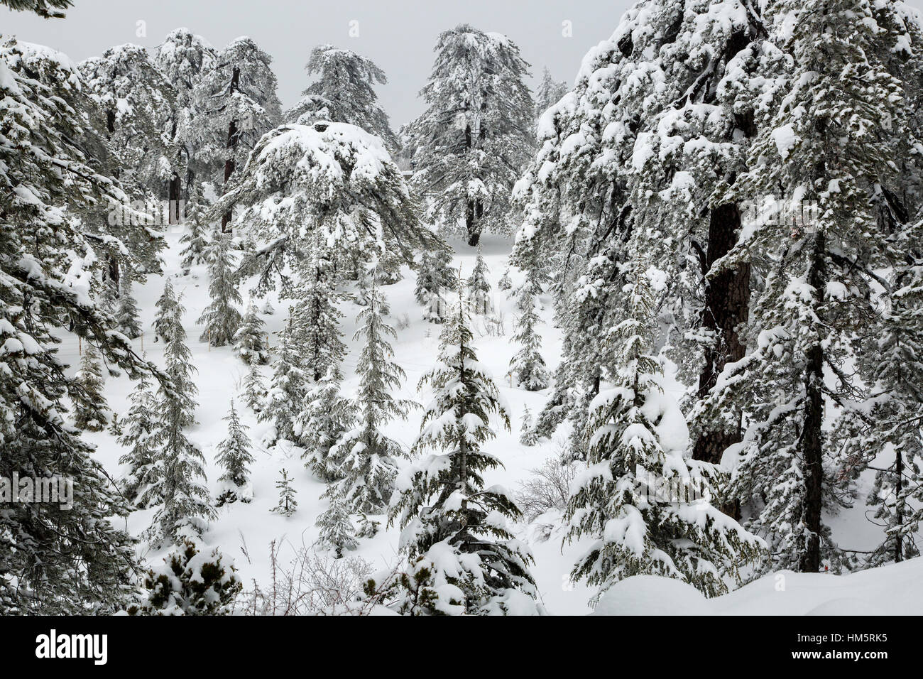 Snow in the Troodos Mountains, Cyprus Stock Photo