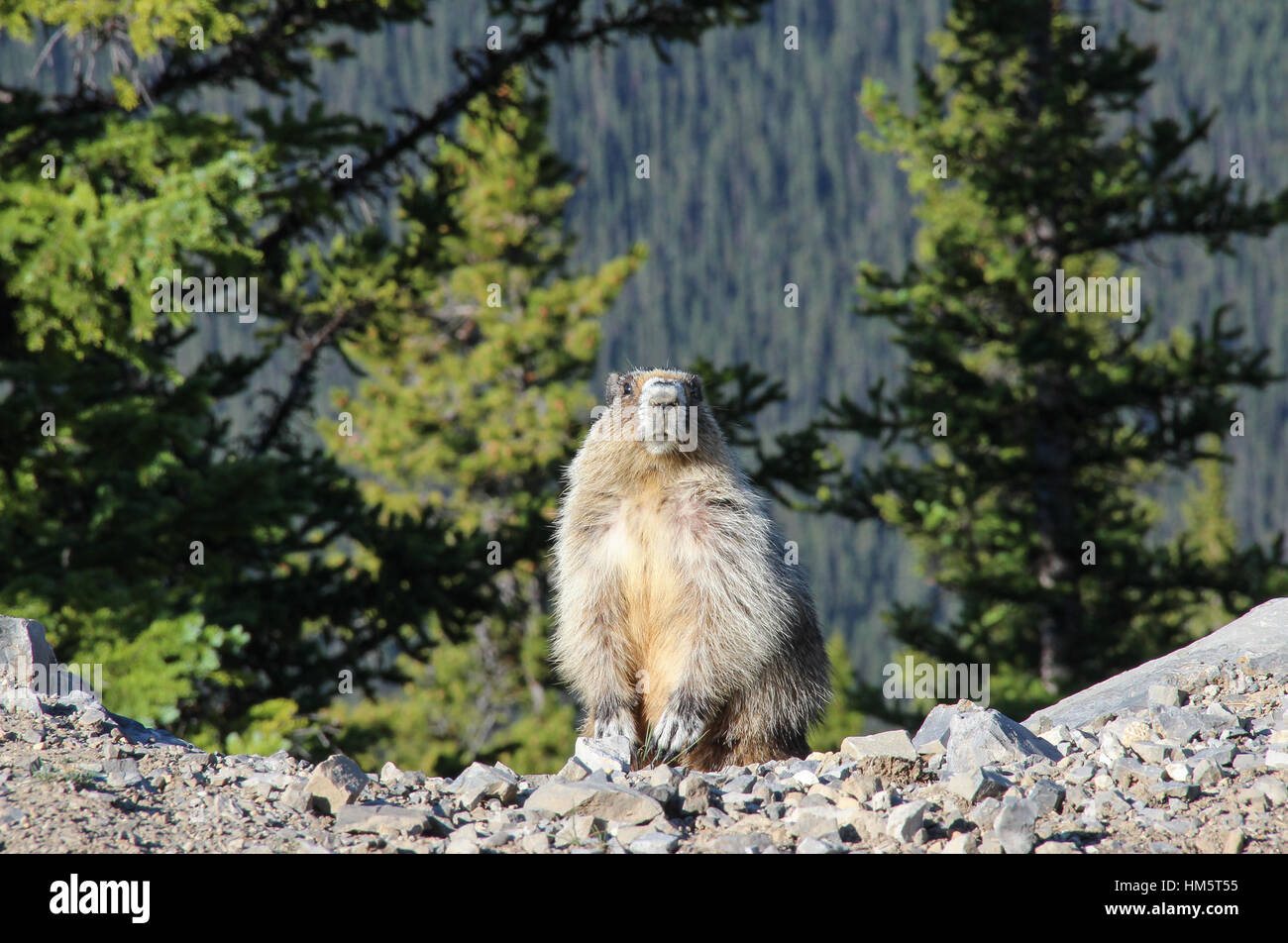 hoary marmot Stock Photo