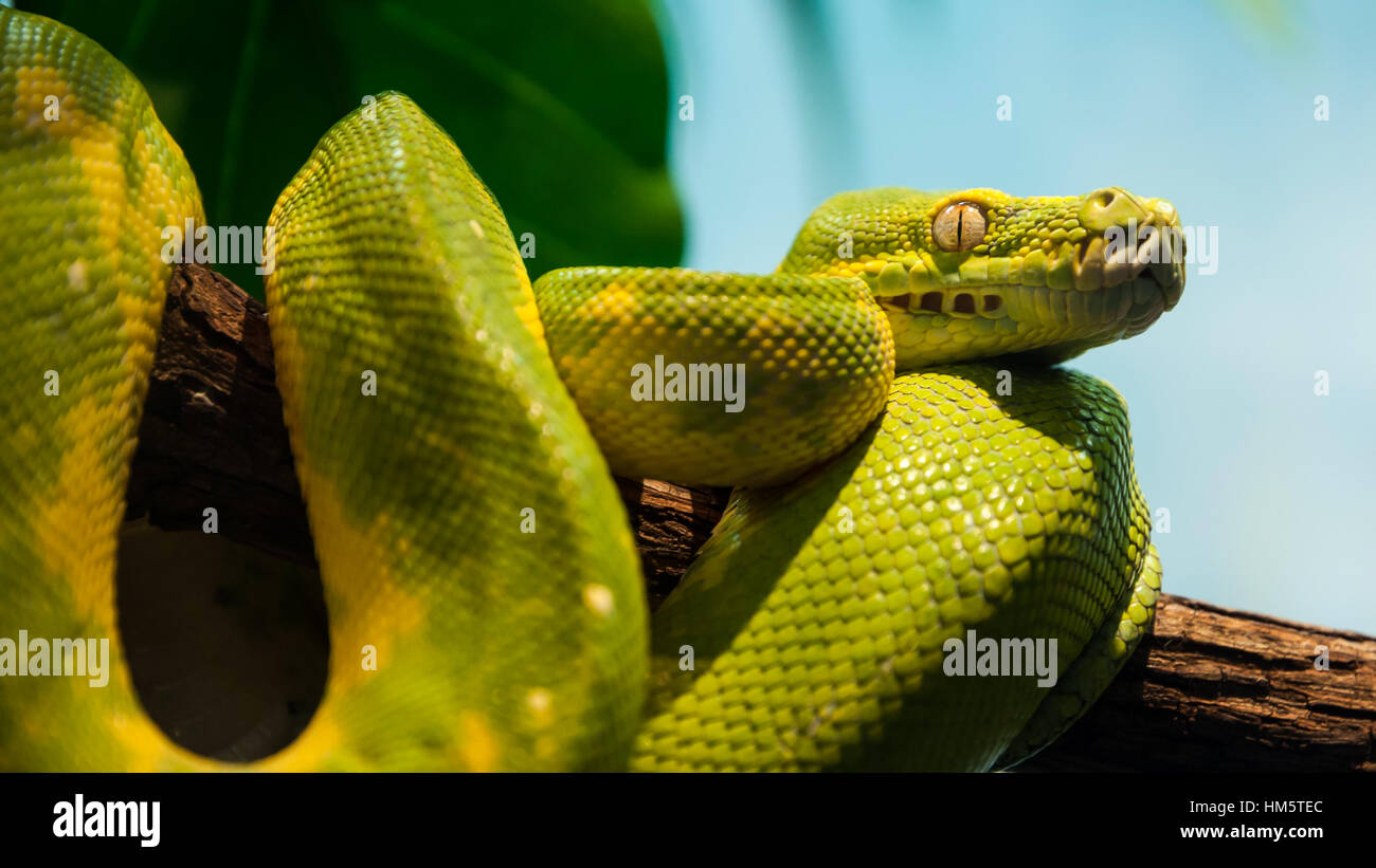 A beautiful green python Stock Photo - Alamy