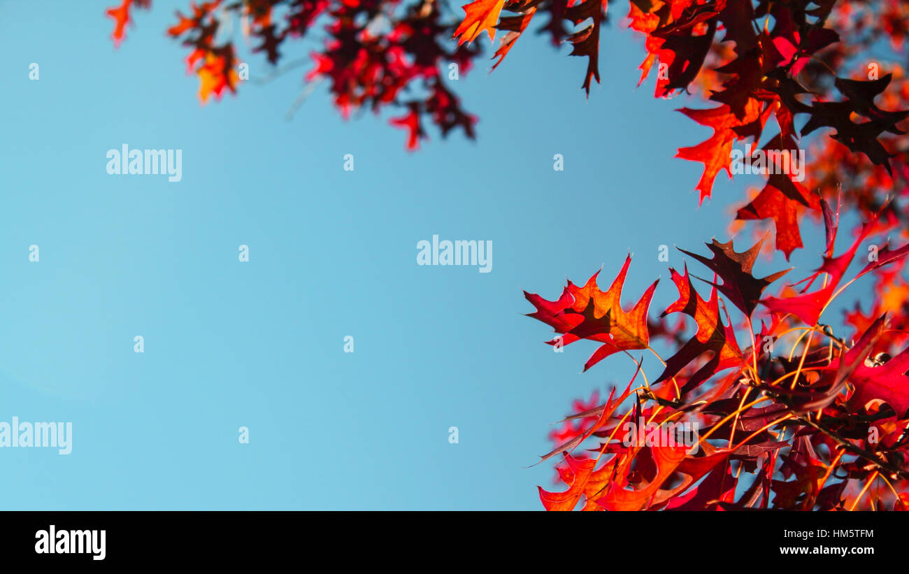 A clear sky and red leafs Stock Photo