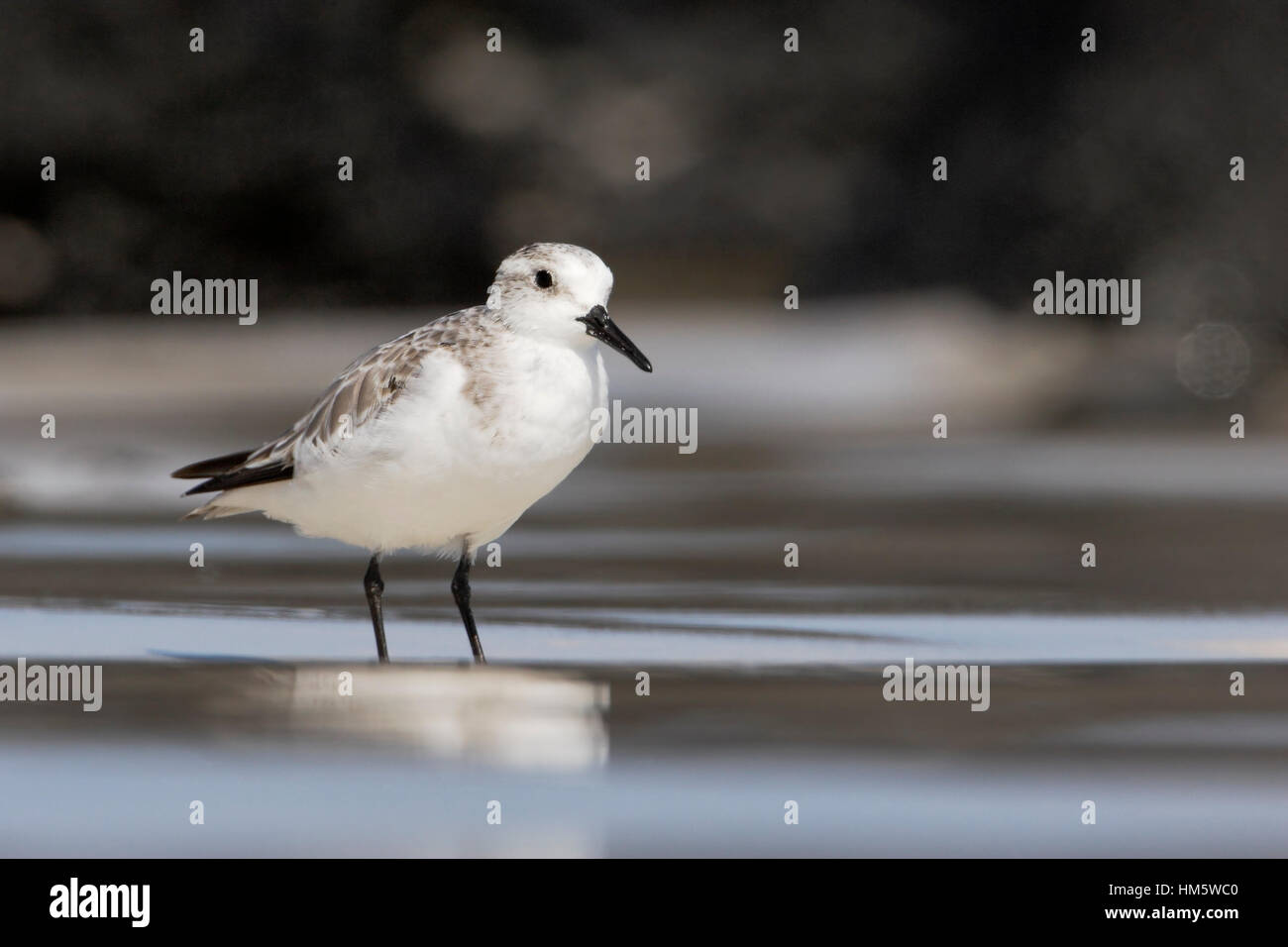 Sanderling beach hi res stock photography and images Page 38 Alamy