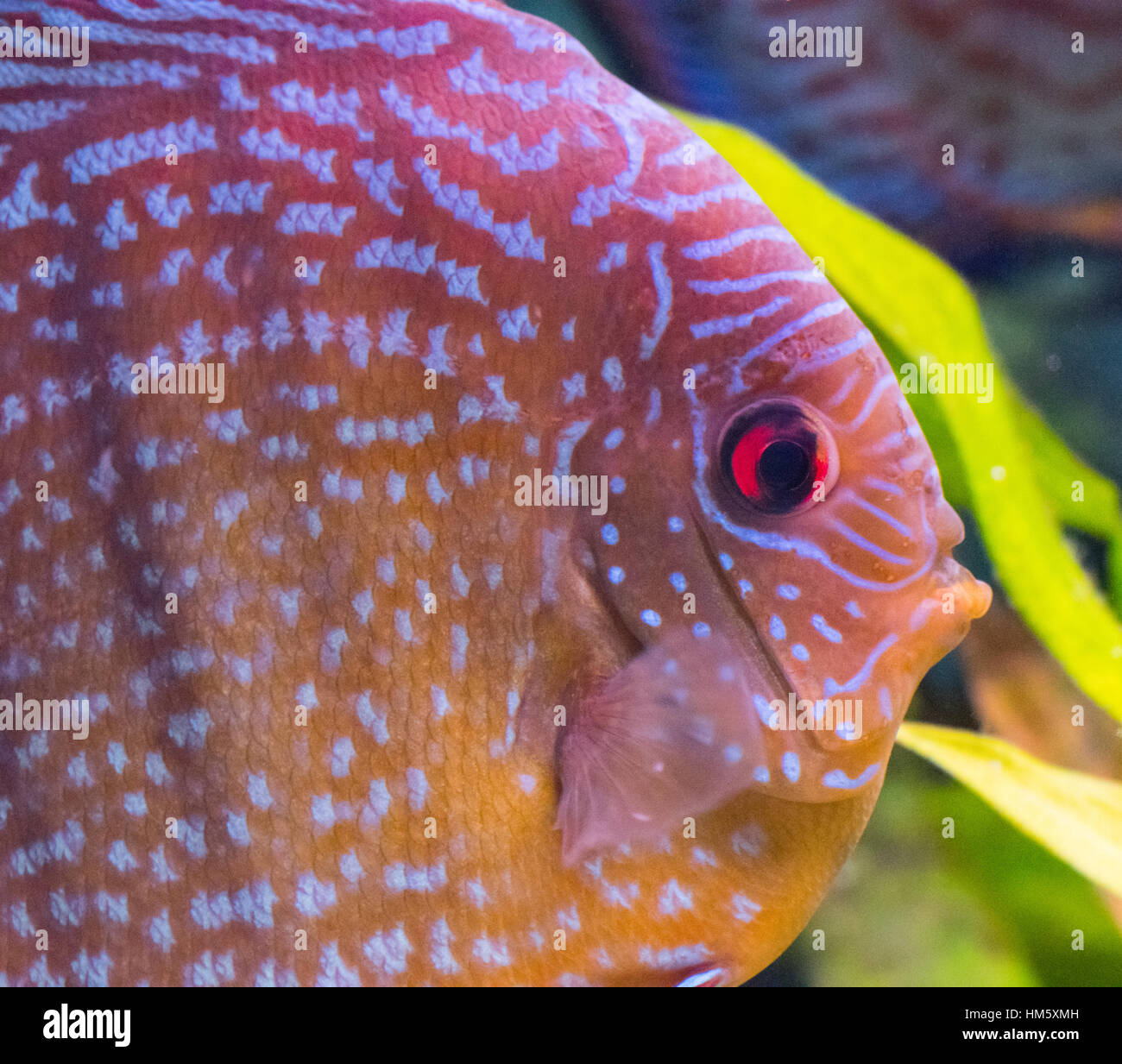 A young adult male Royal Curipeua Discus tropical fish. Stock Photo