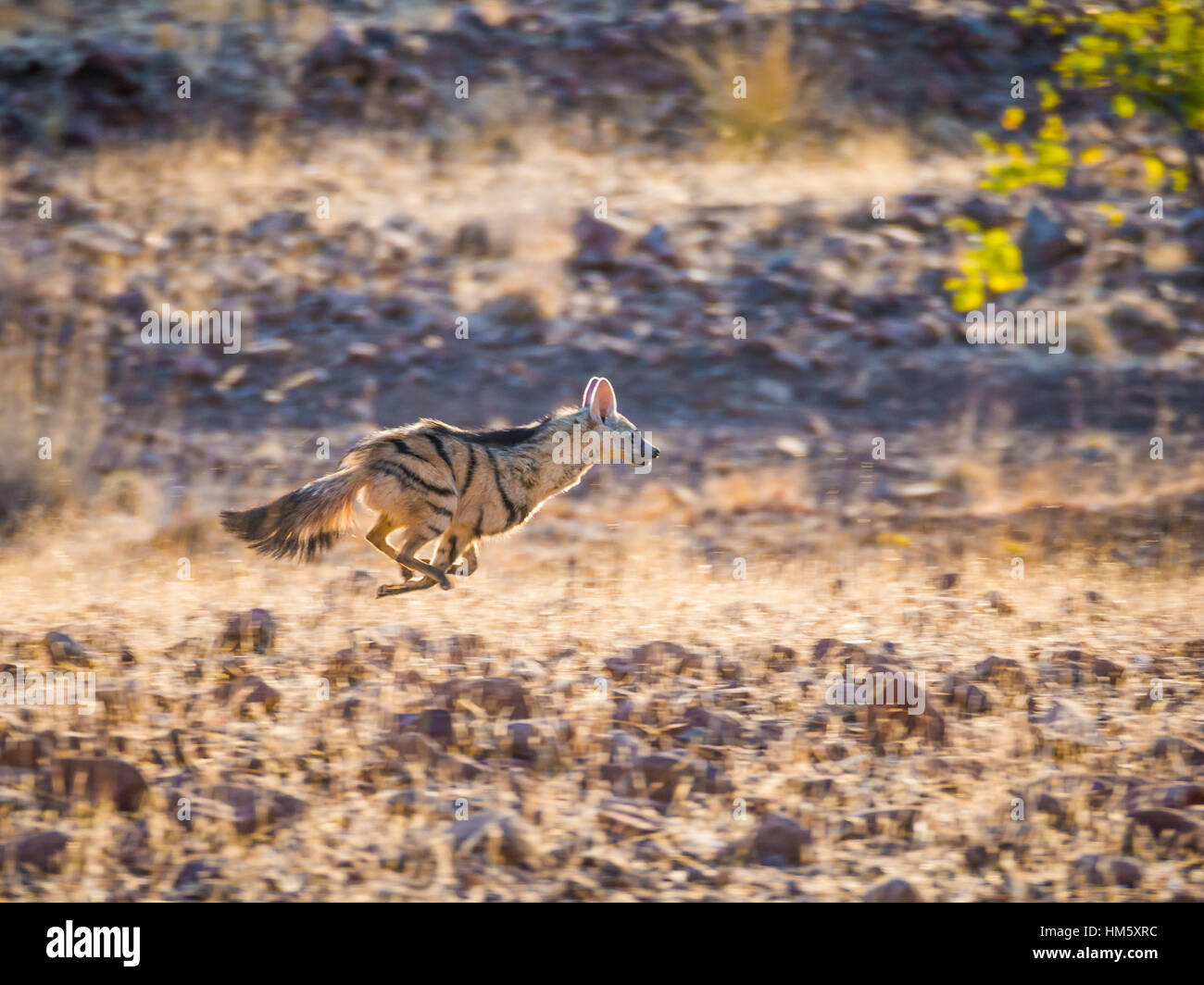 Rare nocturnal Aardwolf running or fleeing in golden afternoon light, Palmwag Conservancy, Namibia, Africa Stock Photo