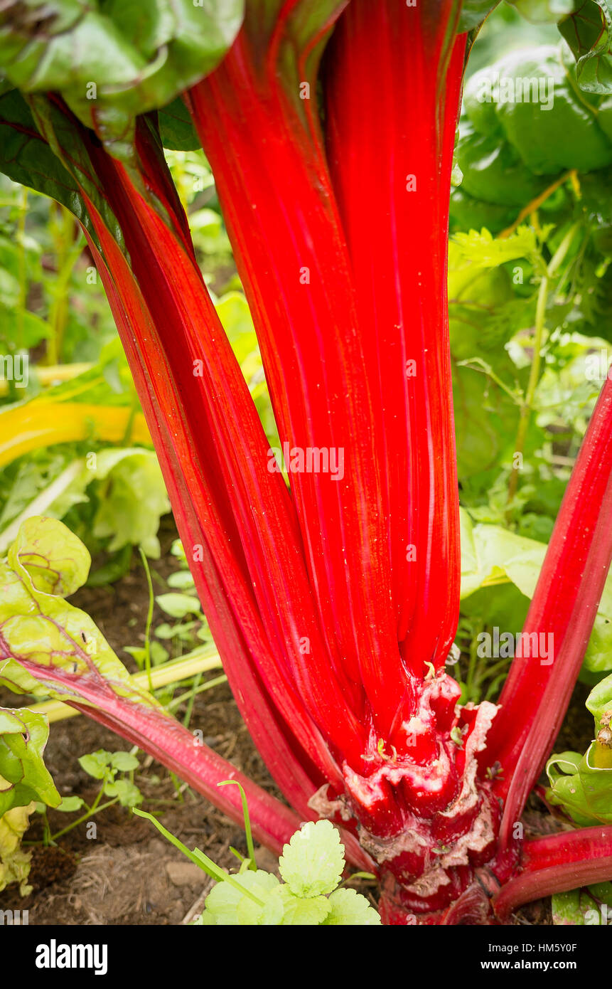 Swiss chard growing in a vegetable garden with evidence of past picking Stock Photo