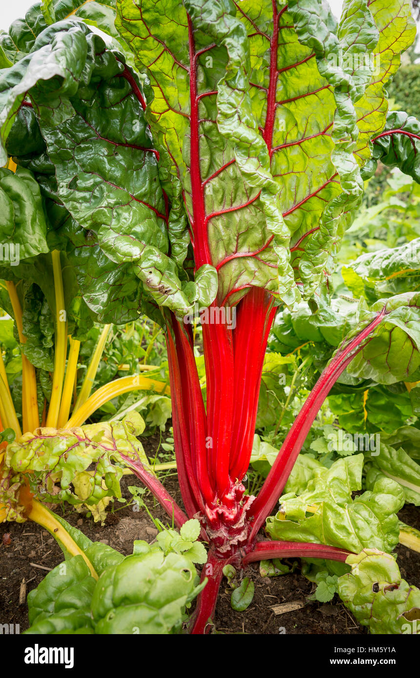 Swiss chard growing in a vegetable garden with evidence of past picking Stock Photo