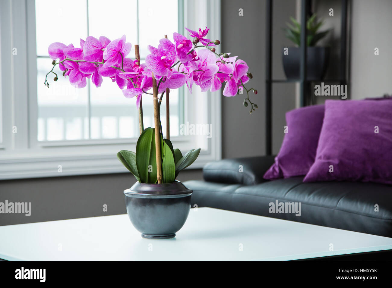 Potted orchid flower on table in living room Stock Photo
