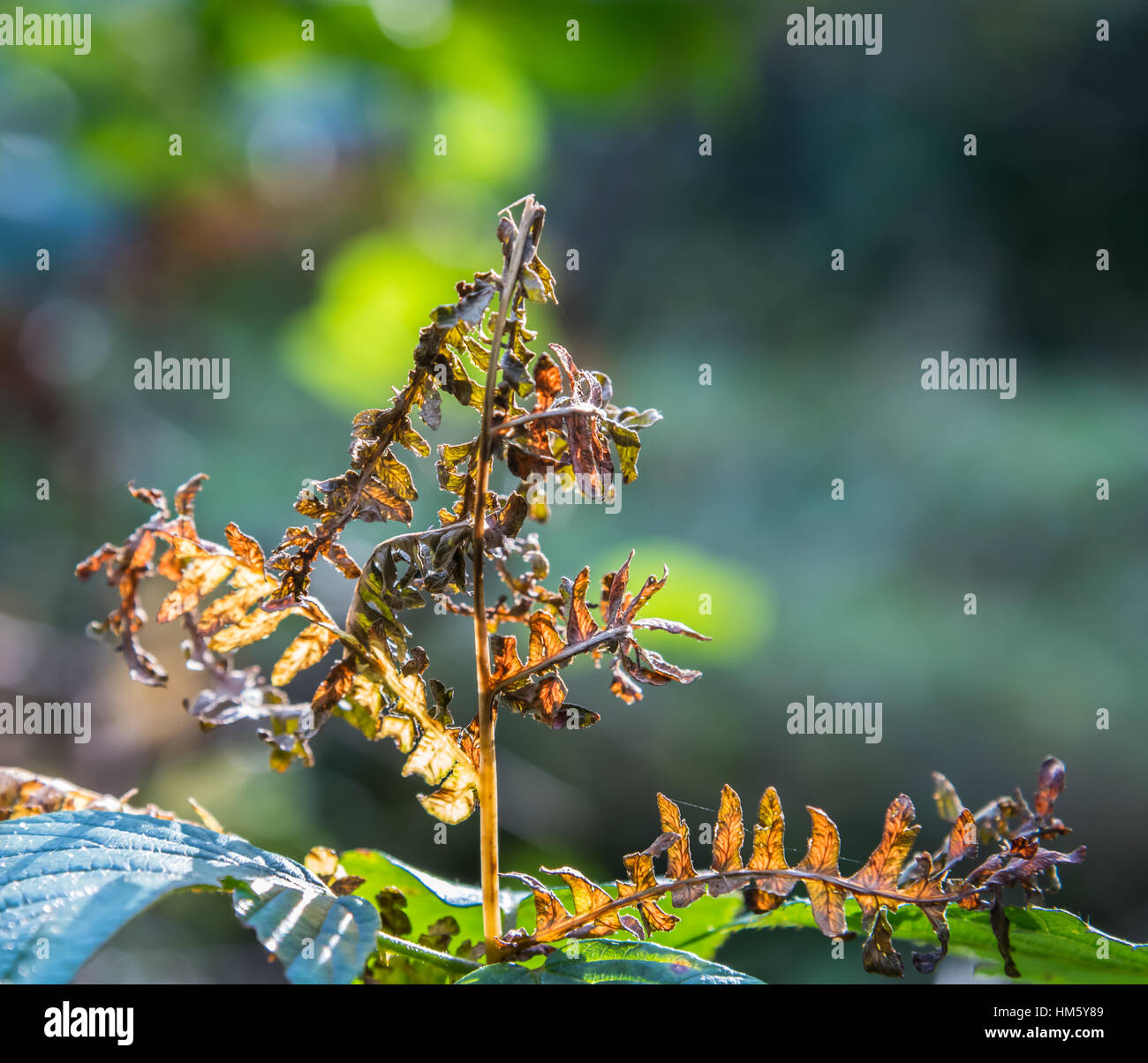 Fern forest hi-res stock photography and images - Alamy