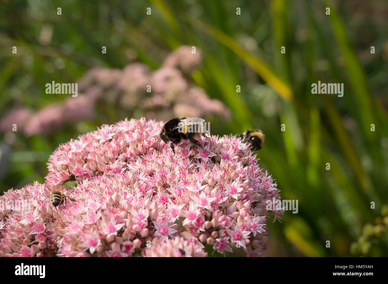 Pink sedum spectabile visited by wild bees gathering pollenh Stock Photo