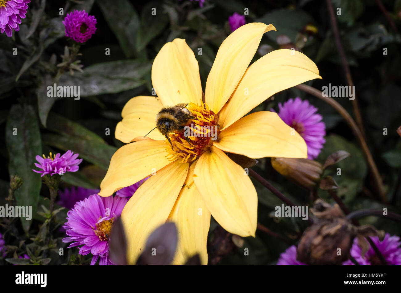 Dahlia Bishop of York flowering in September in the garden in Wiltshire UK Stock Photo