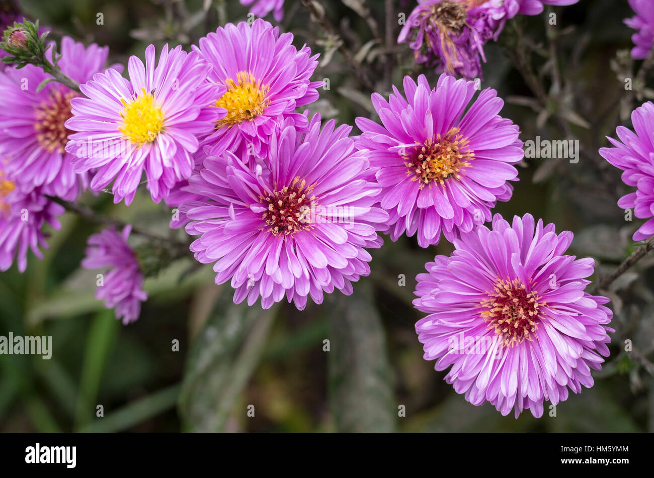 Aster novi- belgii Patricia Ballard flowering in autumn Stock Photo