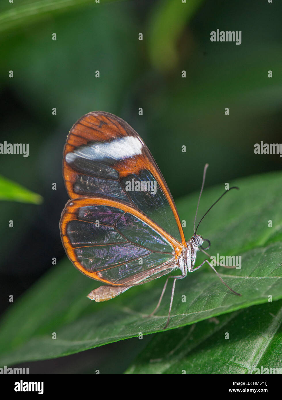 Glasswing butterfly: Greta morgane oto. Bred specimen. Stock Photo