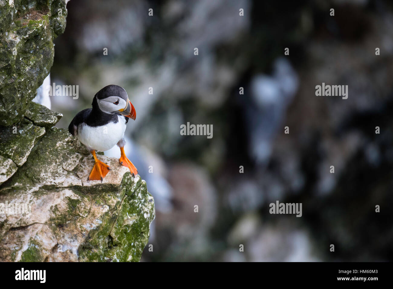 Atlantic Puffin, Fratercula arctica, on rocks at RSPB Bempton Cliffs, between Scarborough and Whitby, North Yorkshire, North Sea Stock Photo