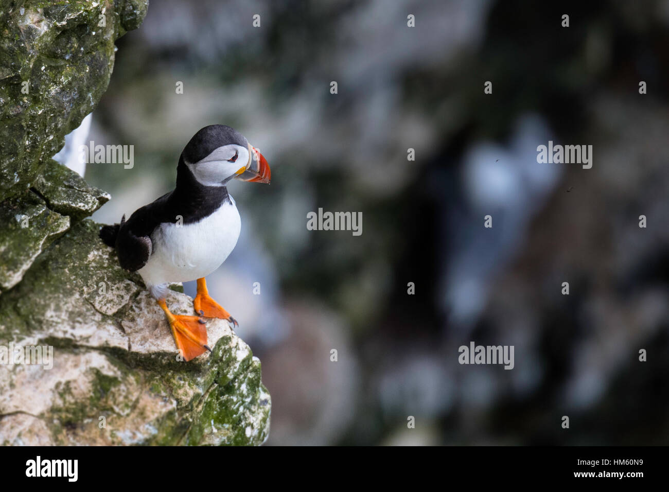 Atlantic Puffin, Fratercula arctica, on rocks at RSPB Bempton Cliffs, between Scarborough and Whitby, North Yorkshire, North Sea Stock Photo