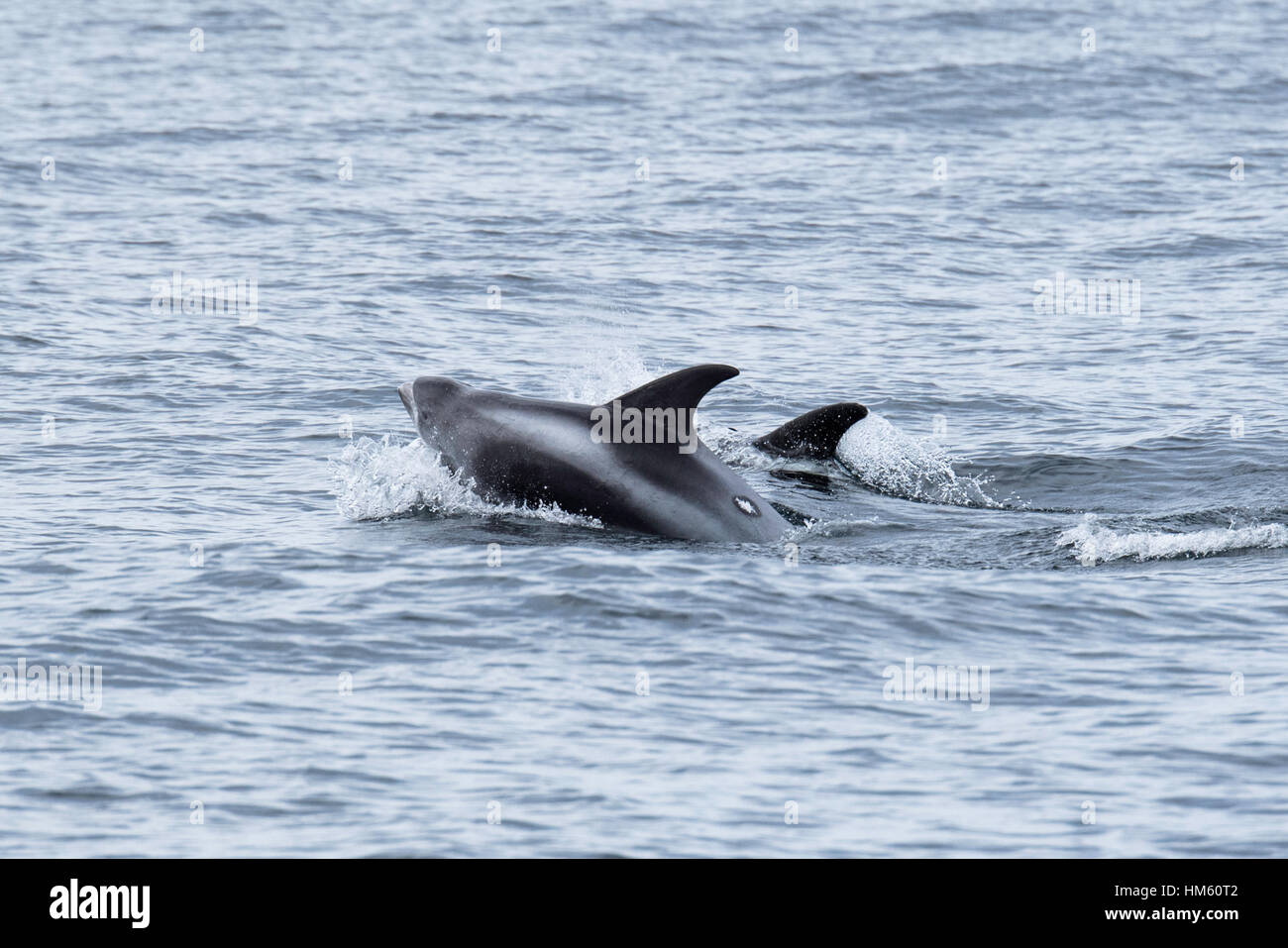 White-beaked dolphins, Lagenorhynchus albirostris, surfacing near the Farne Islands, near Newcastle, North Sea, England Stock Photo