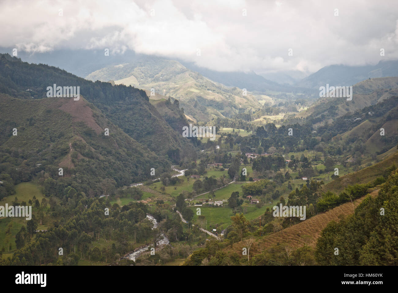 coffee plantation in the region of Armenia, department of Quindio,  Cordillera Central of the Andes mountain range, Colombia, South America  Stock Photo - Alamy