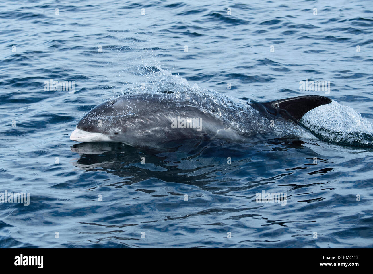 White-beaked dolphin, Lagenorhynchus albirostris, surfacing near the ...