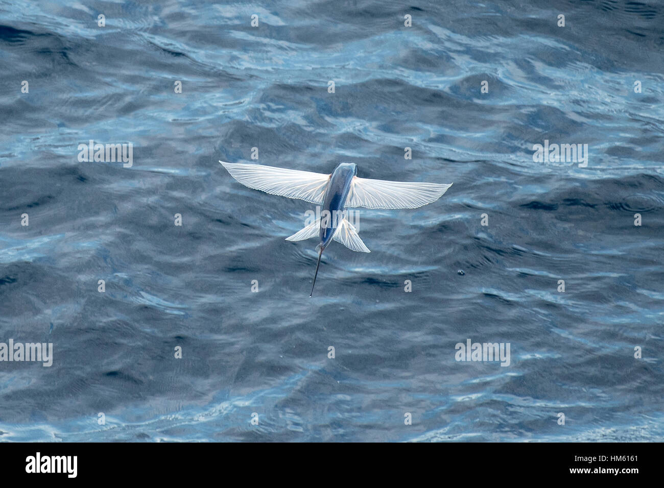 Flying Fish Species in mid air, scientific name unknown, several hundred miles off Mauritania, Africa, Atlantic Ocean. Stock Photo