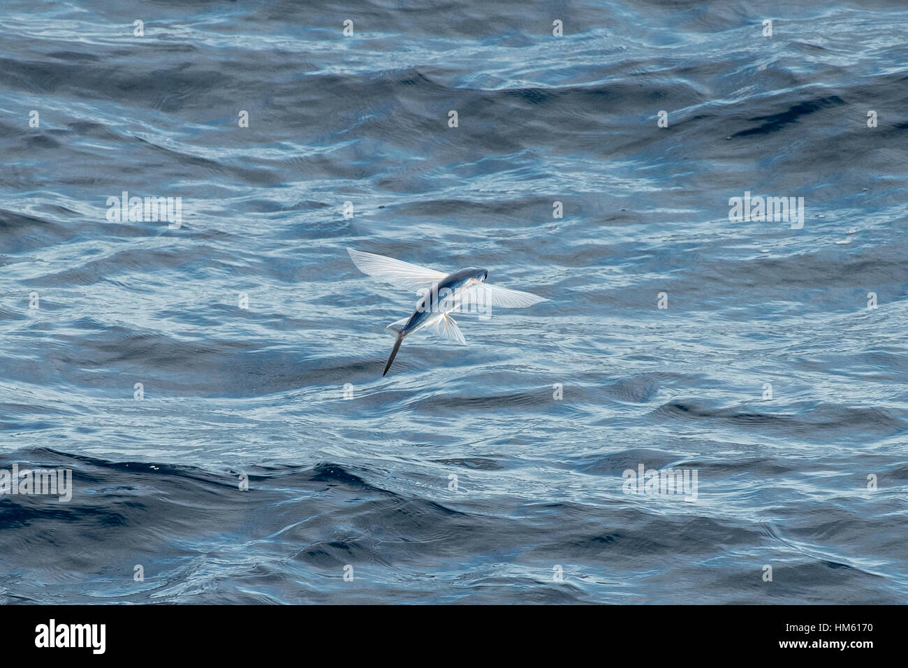 Flying Fish Species in mid air, scientific name unknown, several hundred miles off Mauritania, Africa, Atlantic Ocean. Stock Photo