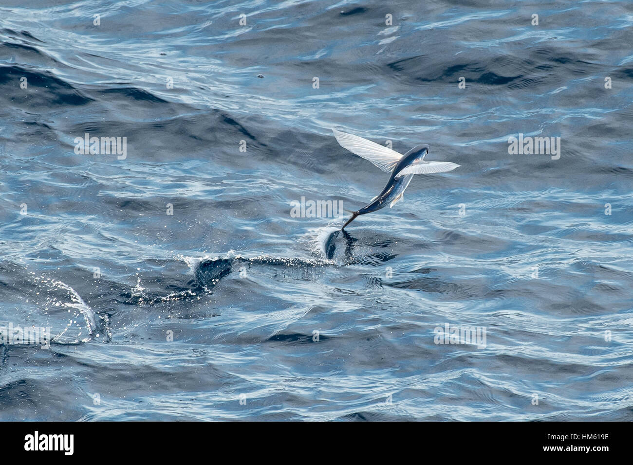 Flying Fish Species taking off, scientific name unknown, several hundred miles off Mauritania, Africa, Atlantic Ocean Stock Photo