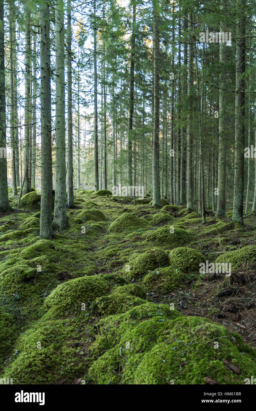 Green forest environment with mossy rocks in an old untouched forest Stock Photo