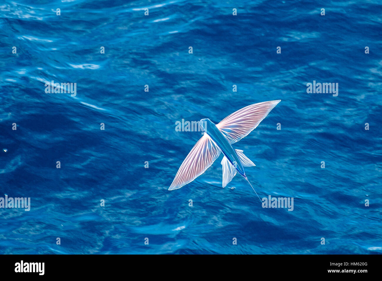 Flying Fish Species in mid air, scientific name unknown, several hundred miles off Mauritania, Africa, Atlantic Ocean. Stock Photo