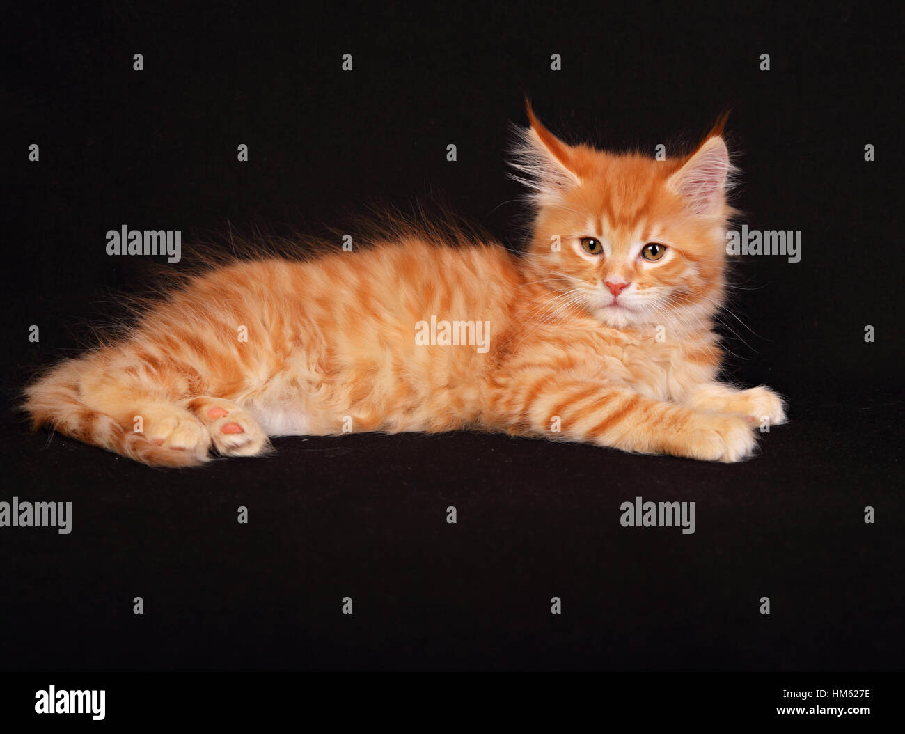 Adorable Cute Red Solid Maine Coon Kitten Lying With Beautiful