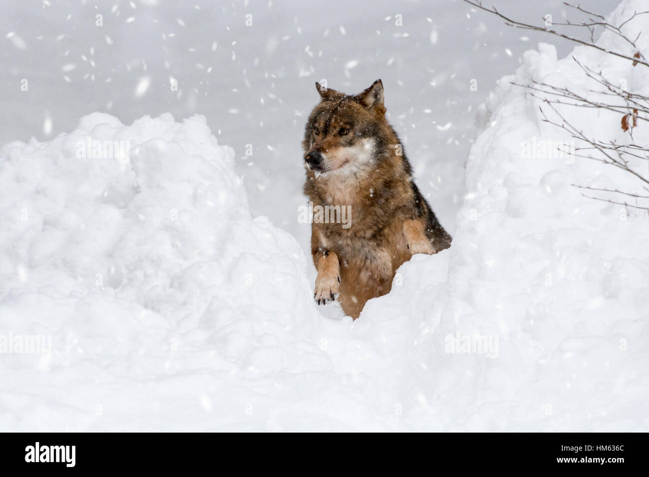 Solitary gray wolf / grey wolf (Canis lupus) jumping through gap in deep snow during snowfall in winter Stock Photo