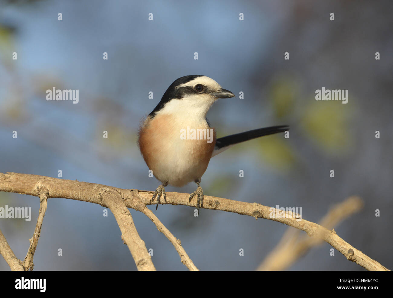 Masked Shrike - Lanius nubicus Stock Photo