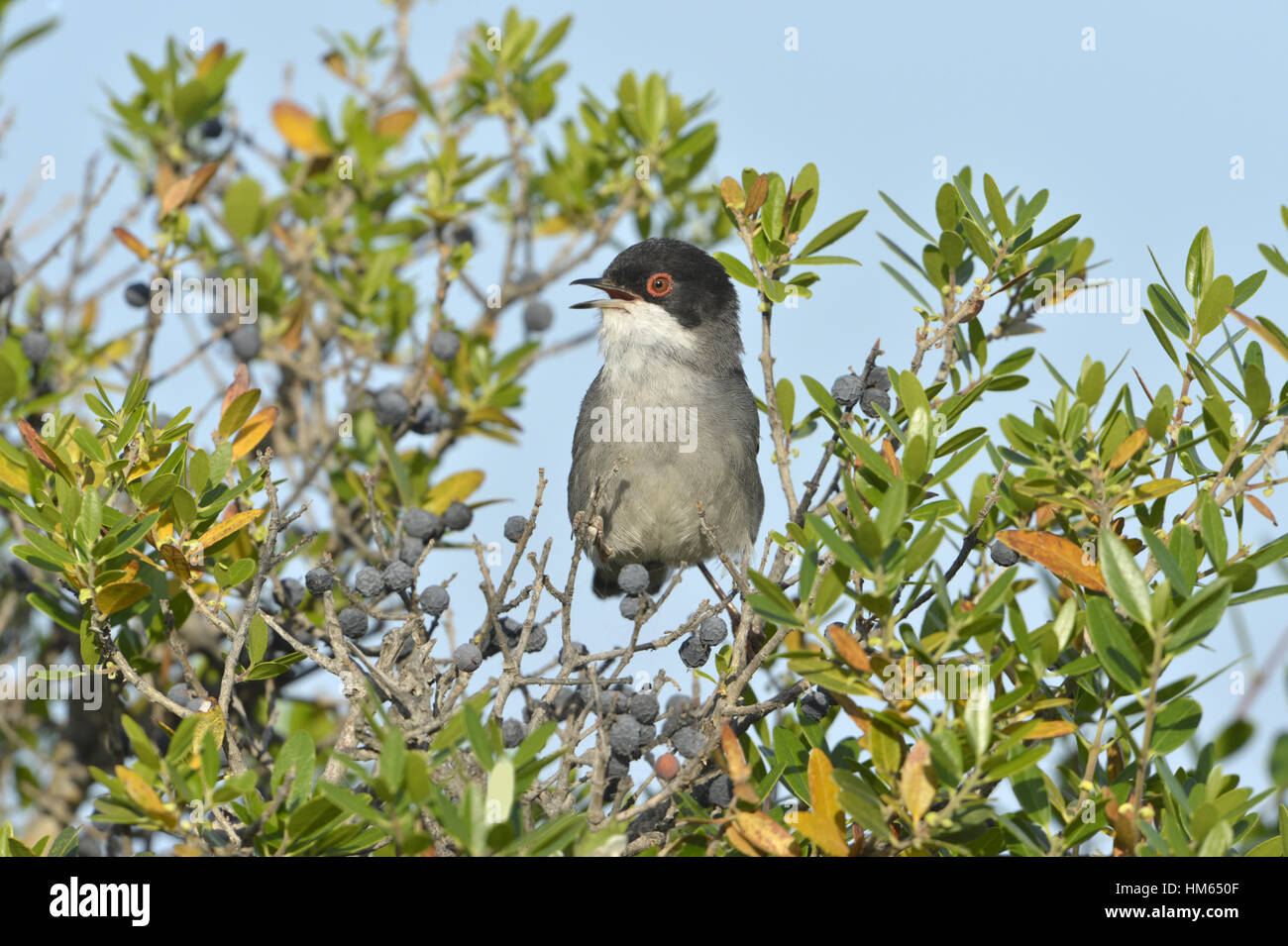 Sardinian Warbler - Sylvia melanocephala Stock Photo