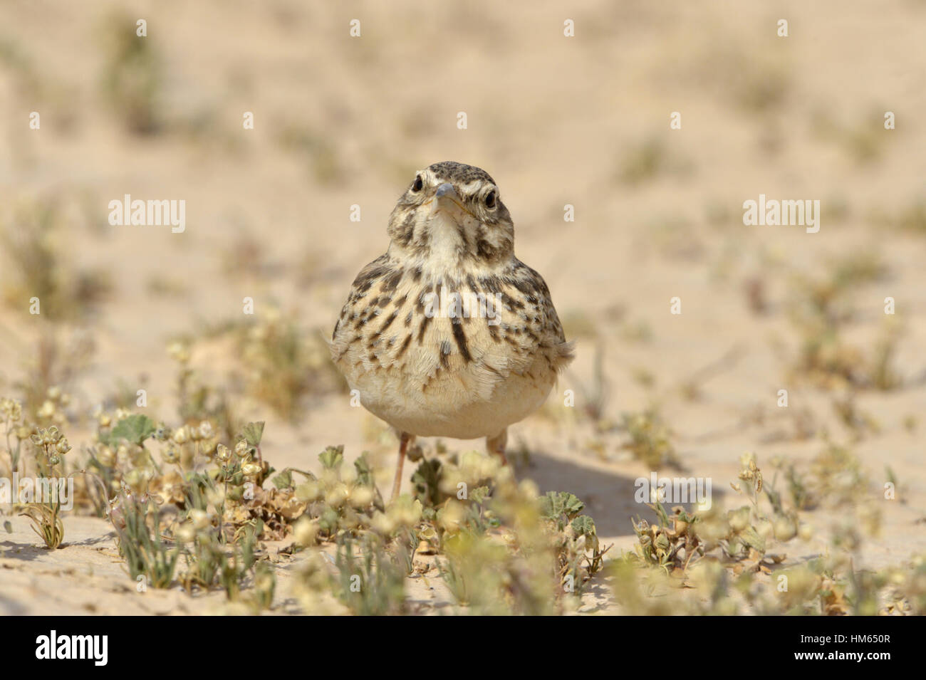 Crested Lark - Galerida cristata Stock Photo