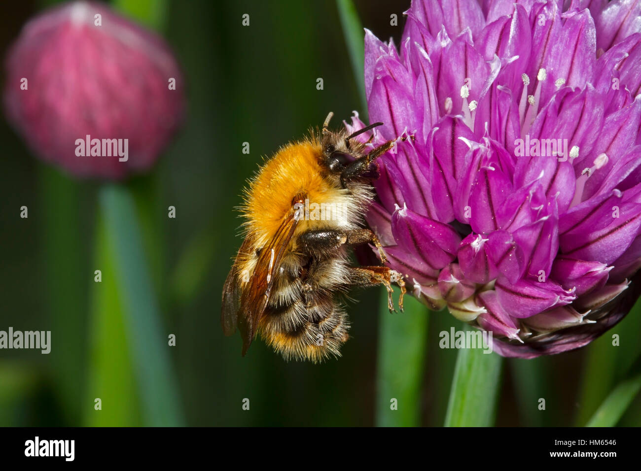 Worker Insects Worker insects hi-res stock photography and images - Alamy