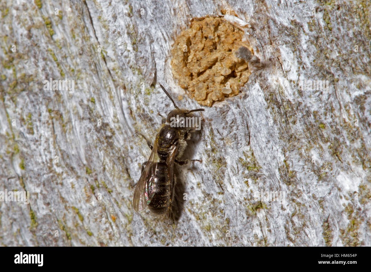 Carpenter 2024 bee nest