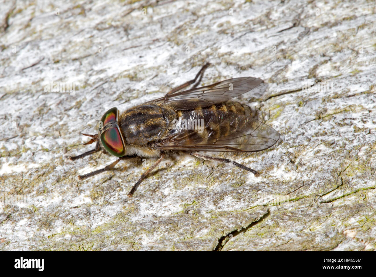 Horse fly net hi-res stock photography and images - Alamy