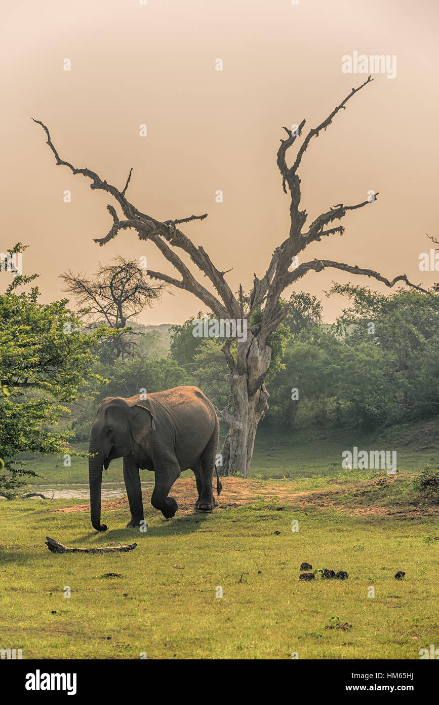 National animal of sri lanka hi-res stock photography and images - Alamy