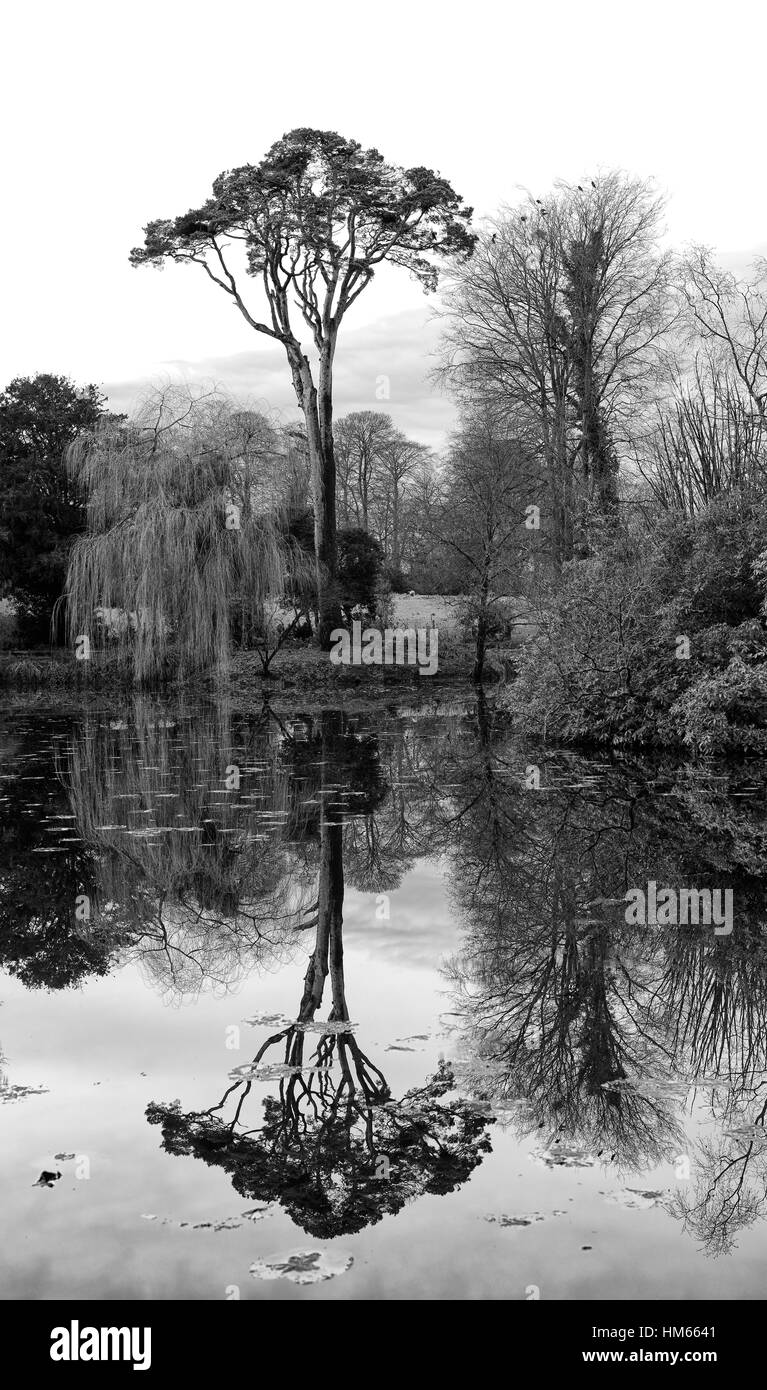 altamont gardens carlow pond lake reflect reflection still calm tree trees arboretum garden gardening RM Floral Stock Photo