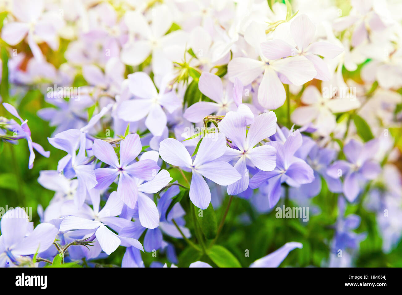 Summer flowers background photo. Phlox divaricata, wild blue, woodland phlox, or wild sweet william, flowering plant in the family Polemoniaceae, nati Stock Photo