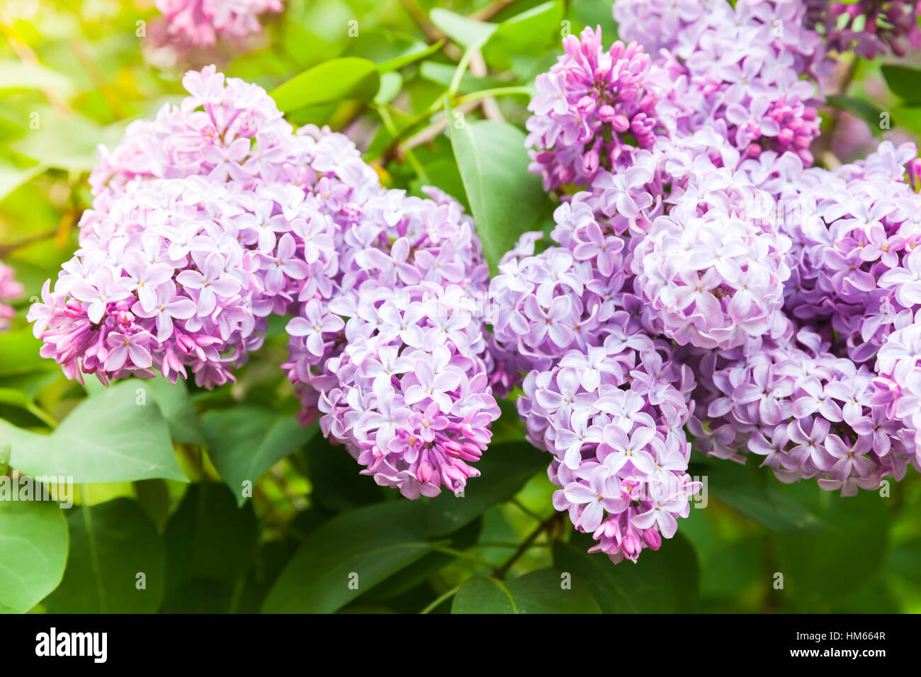 Pink lilac flowers, flowering woody plant in summer garden Stock Photo