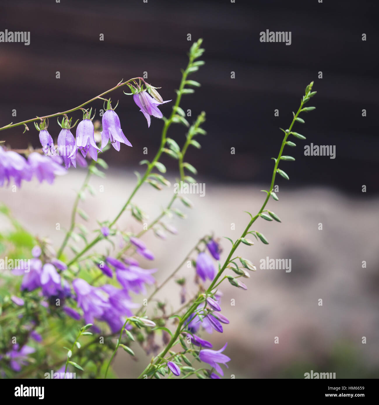 Campanula flowers, square close up photo with selective focus Stock Photo