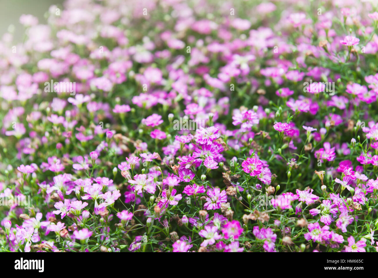 Field of pink dianthus flowers, selective focus Stock Photo