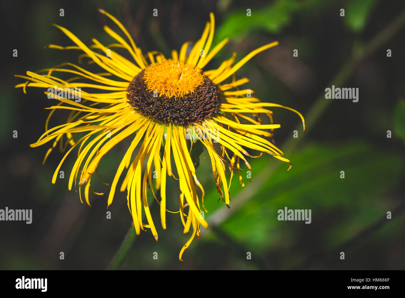 Inula flowering plants in the family Asteraceae, yellow decorative flower, macro photo with selective focus Stock Photo