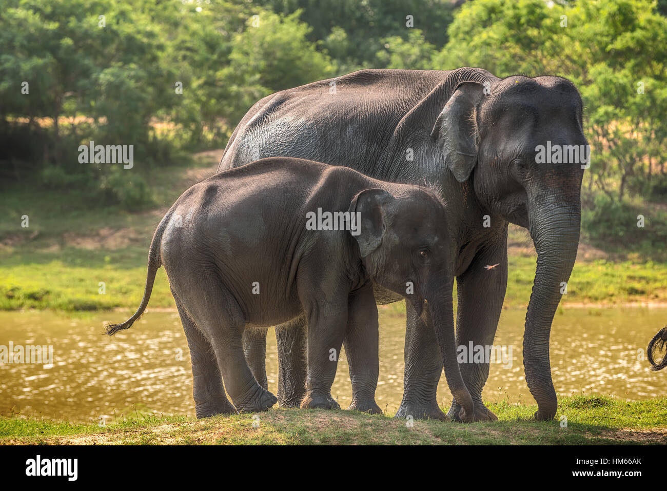 Sri Lanka: wild elephants in jungle, Yala National Park Stock Photo