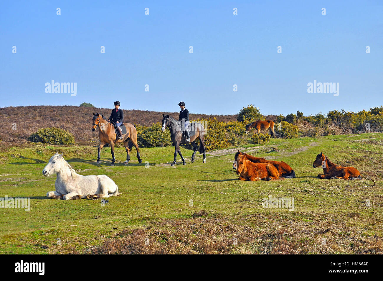 Horse riders and ponies in the New Forest National Park, Burley, Hampshire, England Stock Photo