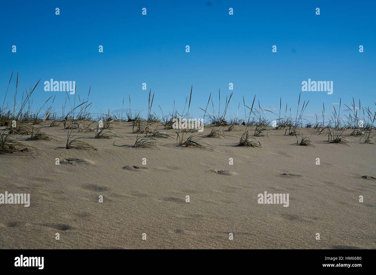 small section of sand dune with scattered groupings of grass with clear blue sky above Stock Photo
