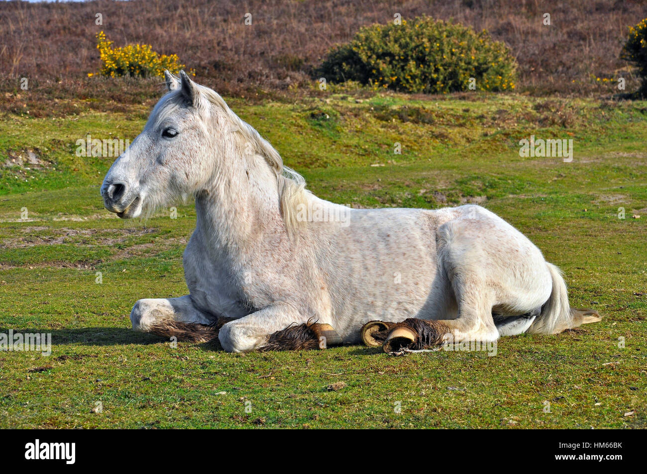 New Forest Pony resting in sunshine, Burley,  Hampshire, England. Stock Photo