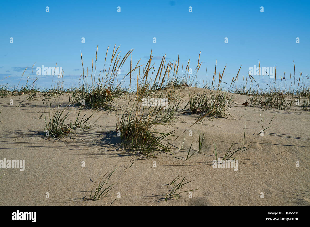 sand dune with small groups of grass with clear blue sky above Stock Photo