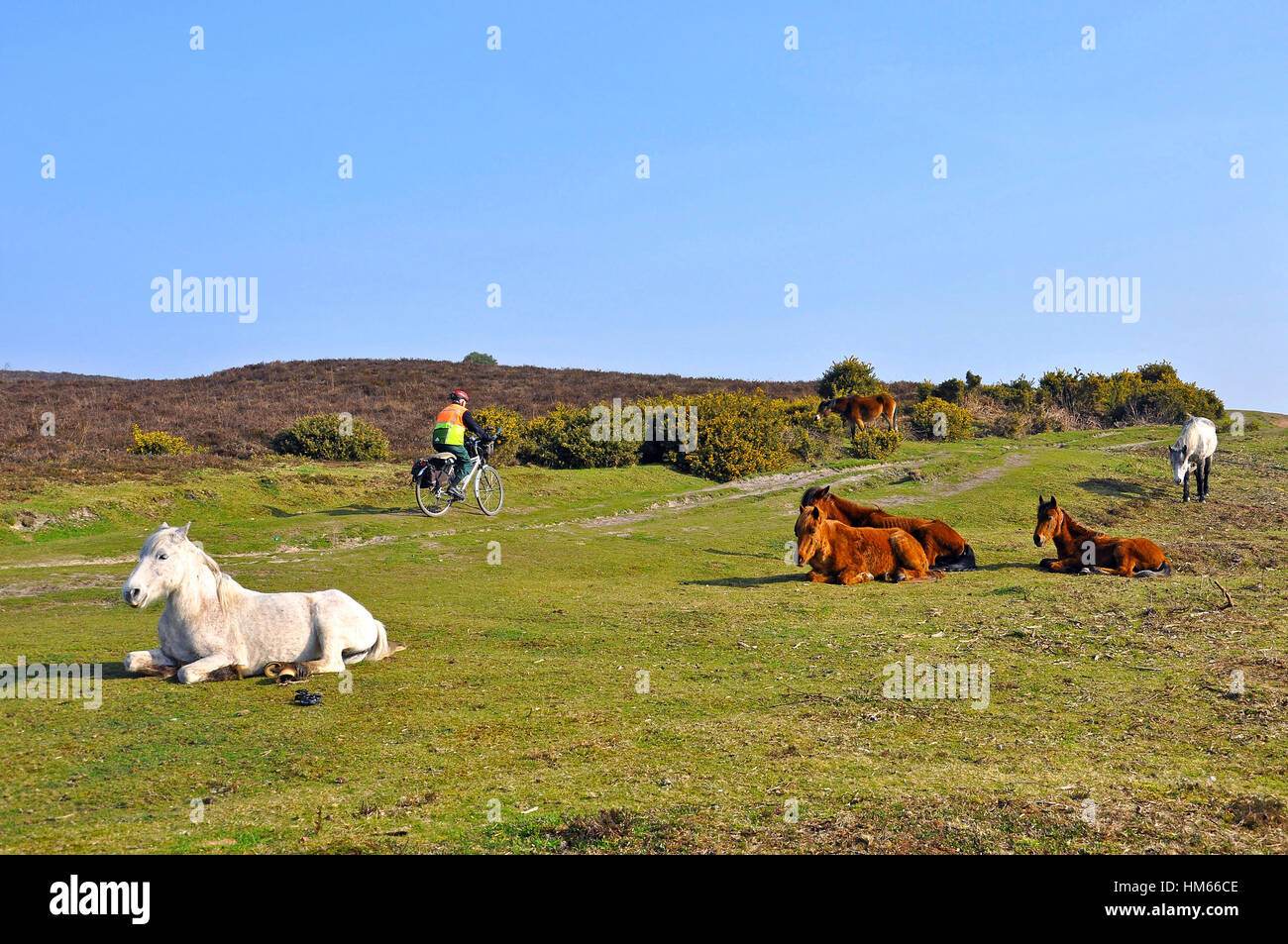 Mountain biker riding past New Forest ponies in Burley, Hampshire, England Stock Photo