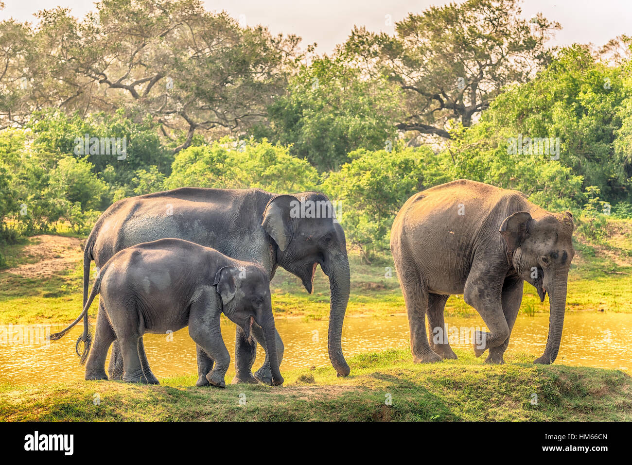 Sri Lanka: wild elephants in jungle, Yala National Park Stock Photo