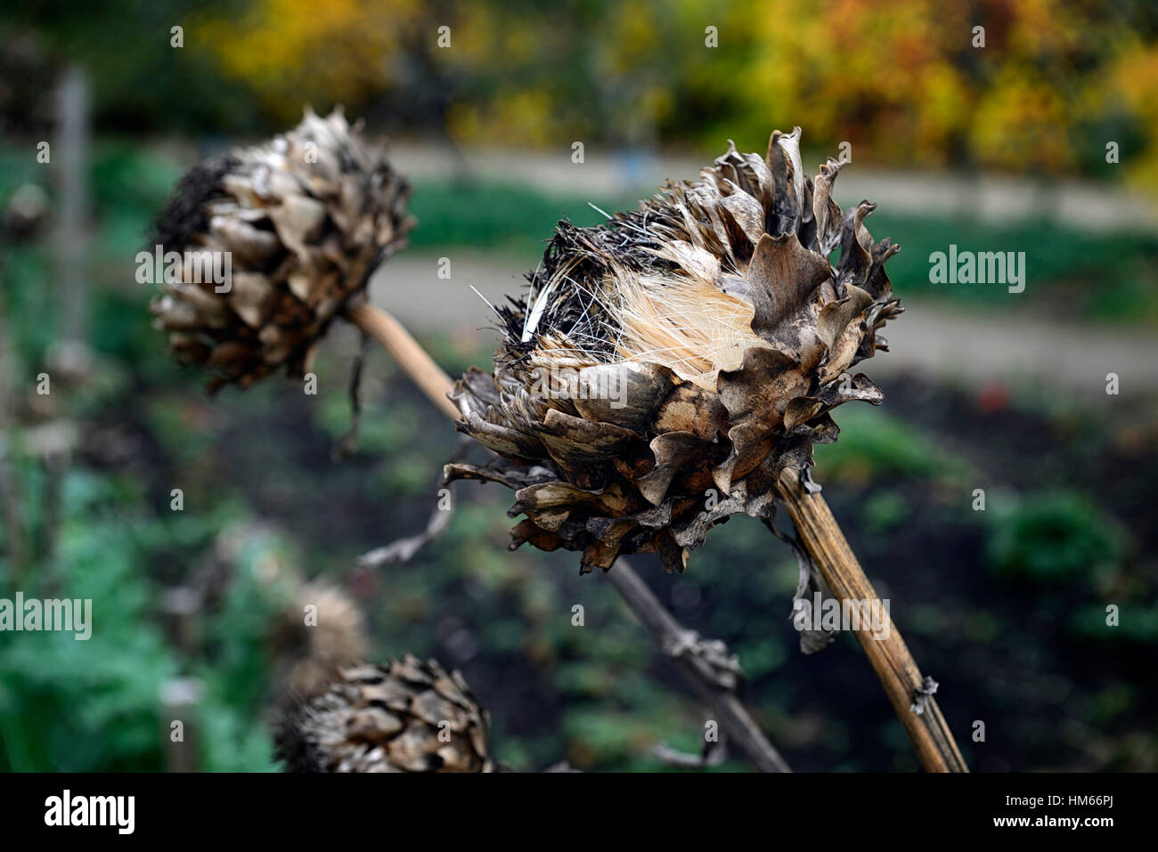 cardoon Cynara cardunculus flower flowerheads seeds winter skeleton attractive garden feature RM Floral Stock Photo