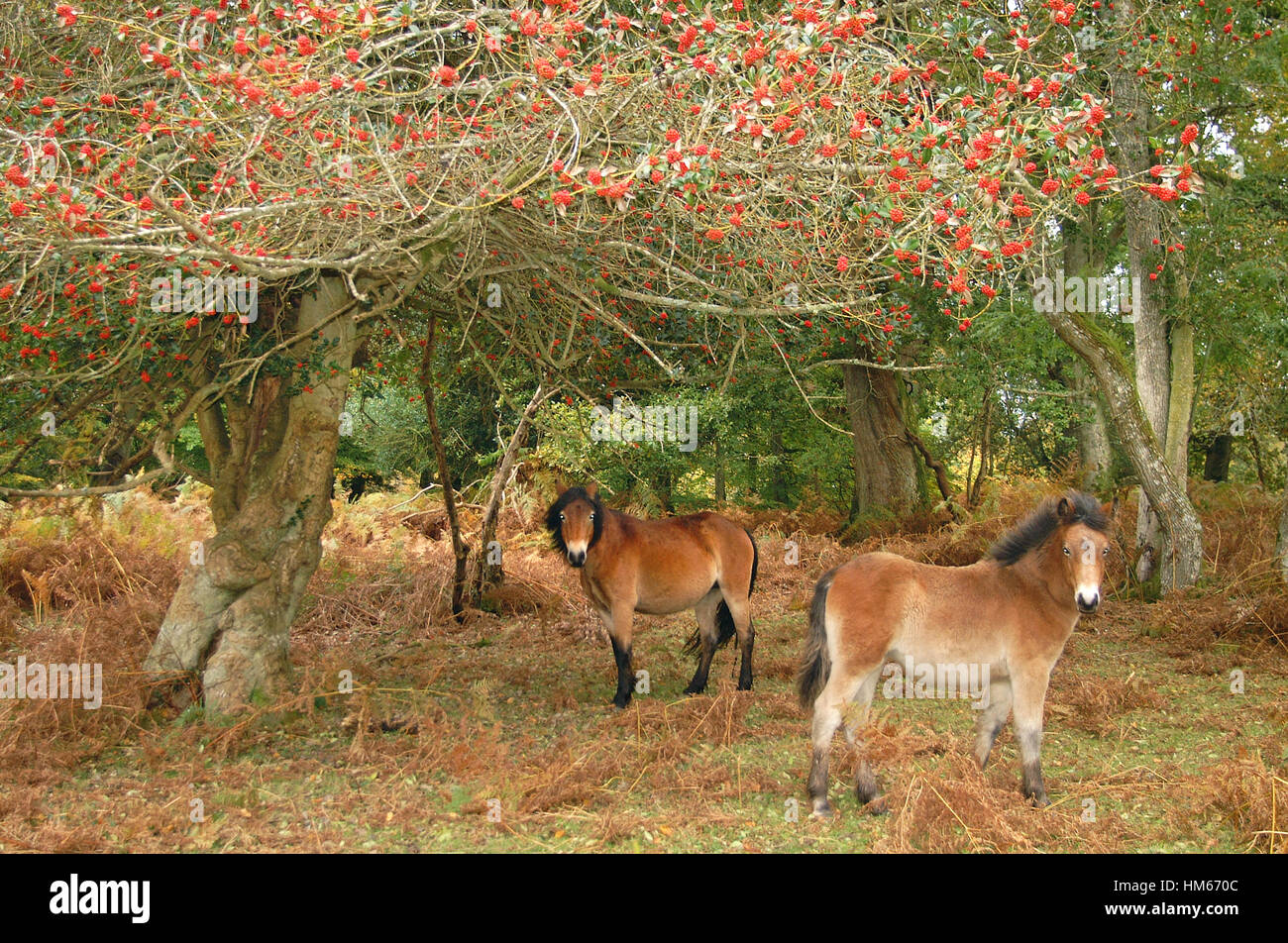 New Forest Ponies under a berry covered tree, Hampshire, England Stock Photo