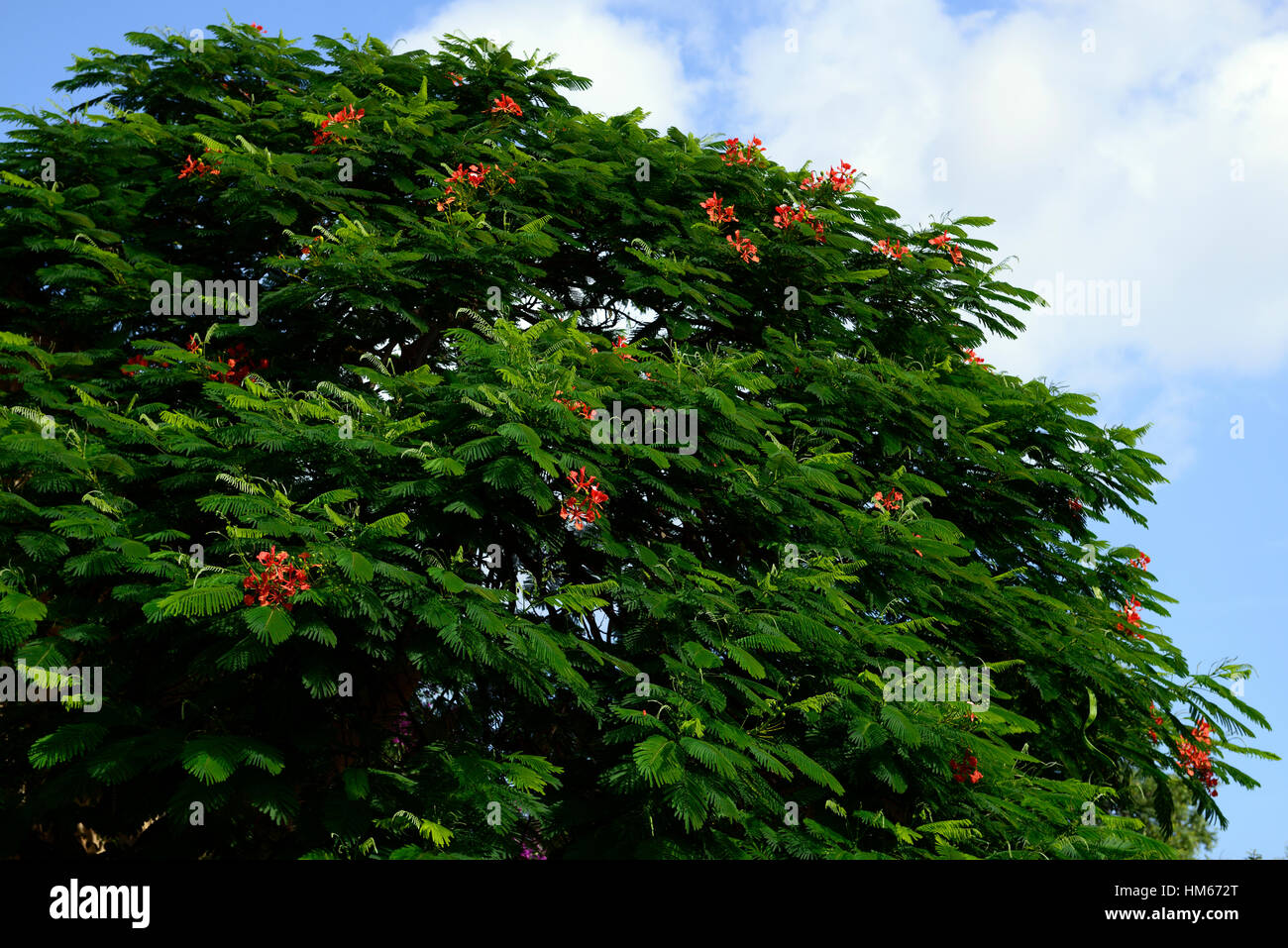 delonix regia flame tree red flower flowers flowering exotic trees madagascar RM floral Stock Photo